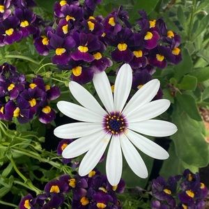 Meet your Posher, Dawn